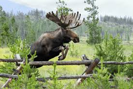 Image result for moose