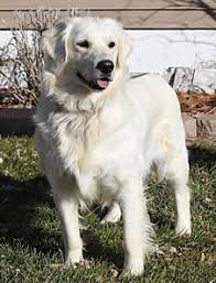 You also have to consider how your puppy will fit into your family. Joe Blow Heatherpadlo Profile Pinterest