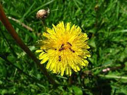 Pin By Nikki Parsons On Anthecology Ants Taraxacum Pollination