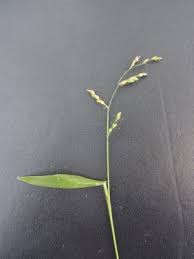 Image result for Urochloa deflexa