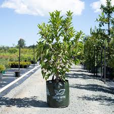 Image result for Ficus obliqua