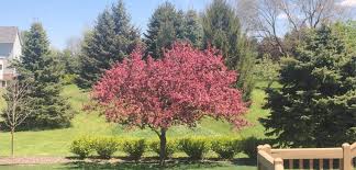 Check spelling or type a new query. Top Tips On How To Prevent A Tree From Dying What You Need To Know