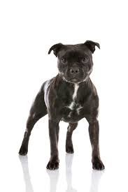 hvit og noytral bakgrunn stilren og elegant hundefotografering hundefotograf pal hodne hundef bull terrier hund staffordshire bull terrier