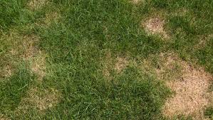 Soak urine stains with water. Brown Spots In Grass Identification And Prevention This Old House