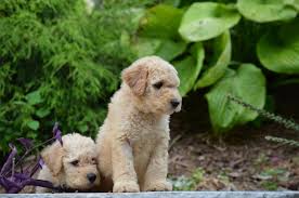 Click below to find more information on our labradoodle puppies. Chocolate Labradoodle Puppies