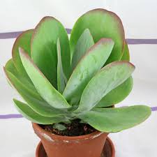 Kalanchoe Thyrsiflora In 2020 Succulents Cacti And Succulents Kalanchoe Blossfeldiana