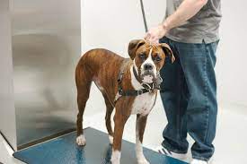 How To Tell If Your Boxer Is The Right Weight Boxer Dog Diaries