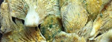 Maybe you would like to learn more about one of these? Pleurotus Ostreatus Gratinati Funghi Espresso