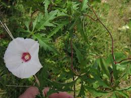 Image result for Merremia verecunda