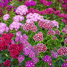 Sweet William Dianthus Barbatus Flower Seeds Mixed Colors Perennial 100 Seeds Sweet William Flowers Flower Seeds Sweet William
