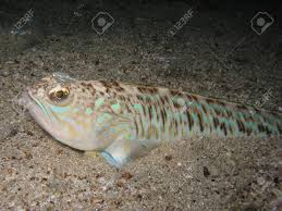 Ich selbst habe ihn aber noch nicht verzehrt, deshalb spreche ich nicht aus eigener erfahrung. Giftige Und Giftige Fische Petermannchen Trachinus Draco Auf Sandigen Meeresboden Mit Kleinen Jungen Fische Herum Lizenzfreie Fotos Bilder Und Stock Fotografie Image 48970268