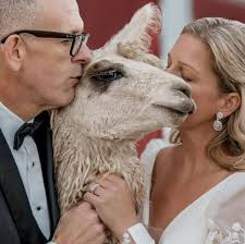 Llamas for sale near Bradley Creek Road