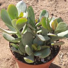 Image result for Kalanchoe dyeri