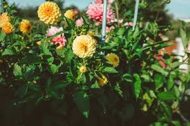 Finden sie jetzt den passenden garten zur miete oder zu pacht in ihrer region! Schrebergarten Pachten Mit Checkliste Schrebergarten Ratgeber