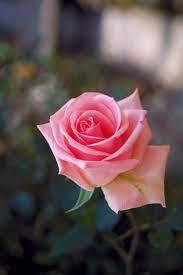 Pin By Bluebird Chic On Flowers Rose Flower Wallpaper Hd Flower Wallpaper Pink Wallpaper Desktop