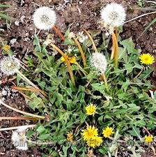 Image result for Lactuca indica