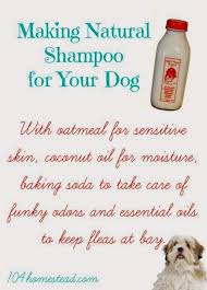 Do You Have A Stinky Pup With Oatmeal For Sensitive Skin Coconut Oil For Moisture Baking Soda For Funky Odors And Diy Dog Shampoo Dog Shampoo Diy Dog Stuff