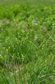 Image result for Juncus