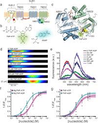 12 = 2 x 2 x 3 = 2² x 3. Activation Mechanism Of Atp Sensitive K Channels Explored With Real Time Nucleotide Binding Biorxiv