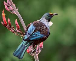 Not all programs are available to residents of all states. Tui Bird Wikiwand