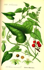 Image result for Dioscoreaceae