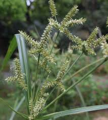 Image result for Cyperus pectinatus