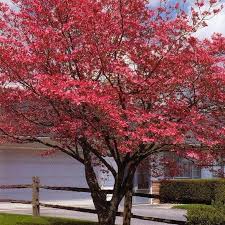 Red Dogwood Tree Red Dogwood Trees For Sale Plantingtree