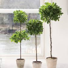 Image result for Ficus fischeri