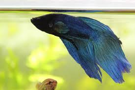 Betta Fish Water Conditions Faq Betta Care Fish Guide