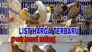 Dengan membeli produk kami di jualayamhias.com anda telah mendukung program sedekah beras untuk yatim, dhuafa, dan. List Harga Terbaru Grosir Rambo Kenari Malang Youtube