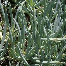 Image result for Senecio greenwayi