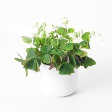 Image result for Oxalis oligotricha