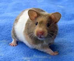 We did not find results for: Dark Brown And White Hamster In 2021 Syrian Hamster Cute Hamsters Cute Animals