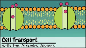 Maybe you would like to learn more about one of these? Introduction To Cells The Grand Cell Tour Youtube