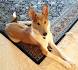 Dog Smooth Collie: traits and pictures - Animal Wised