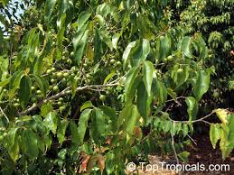 Image result for Flacourtia