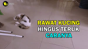 Sep 23, 2017 · beberapa cara mudah merawat selsema kucing (cat flu) ini yang korang boleh buat di rumah. Cara Rawat Kucing Sakit Terutamanya Sebab Hingus Teruk Selsema Batuk Kuat Youtube