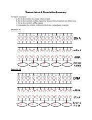 C g c g t t a a u u 2. Transcription And Translation Worksheet 2 Key Name Row Date Period Name Row Protein Synthesis Worksheet Date Transcription Translation Summary Course Hero