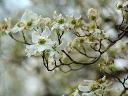 Dogwood Tree Planting Care Varieties And Facts Hgtv