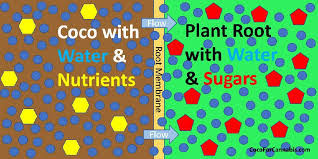 understanding osmosis and ec coco for cannabis science