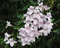 Image result for Mackaya