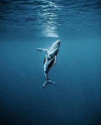 Islatortugakohtao On Instagram En El Oceano Lo Grande Parece Pequeno Etiqueta A Un Ami Animales Del Oceano Animales De Oceano Fotografia Del Oceano