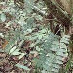 Image result for Asplenium barteri