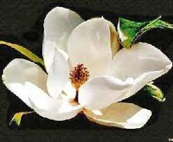 State Flower And Tree Facts About The Magnolia Tree Magnolia Flower Flowers Magnolia Trees