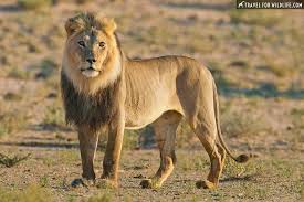 The bigger, the better — maybe that's your mantra. The Biggest Cats In The World Travel For Wildlife