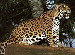 Jaguar the jaguar is a large, spotted wild. Tropical Jaguar Rainforest Animals