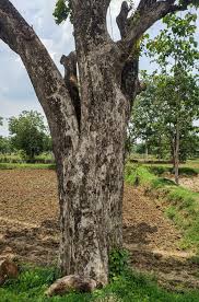 Image result for Afzelia