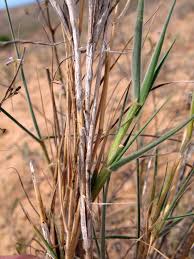 Image result for Schmidtia pappophoroides