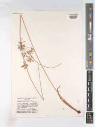 Image result for Pycreus flavidus