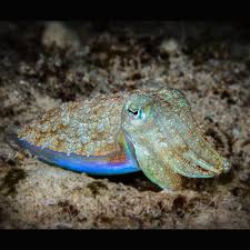 Image result for Ophrestia radicosa